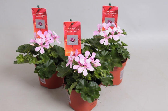 Pelargonium Calliope cascade Appelblossom
