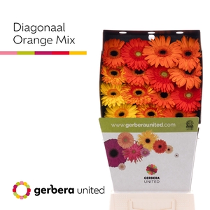 Ge Gr Diagonaal Gem