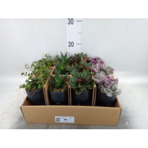 Arr. Kamerplant Groen L%