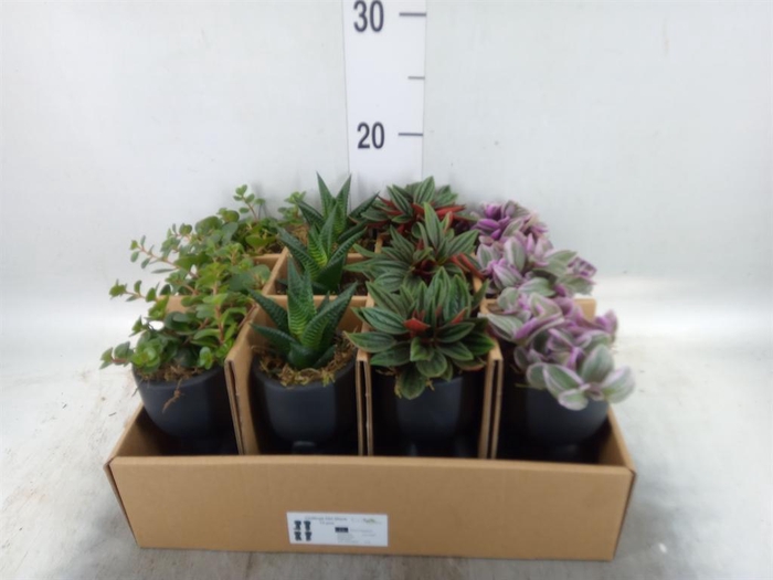 <h4>Arr. Kamerplant Groen L%</h4>