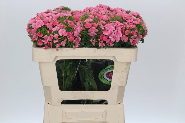 <h4>Dianthus Br Earl</h4>