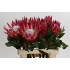 Protea Cynaroides Madiba