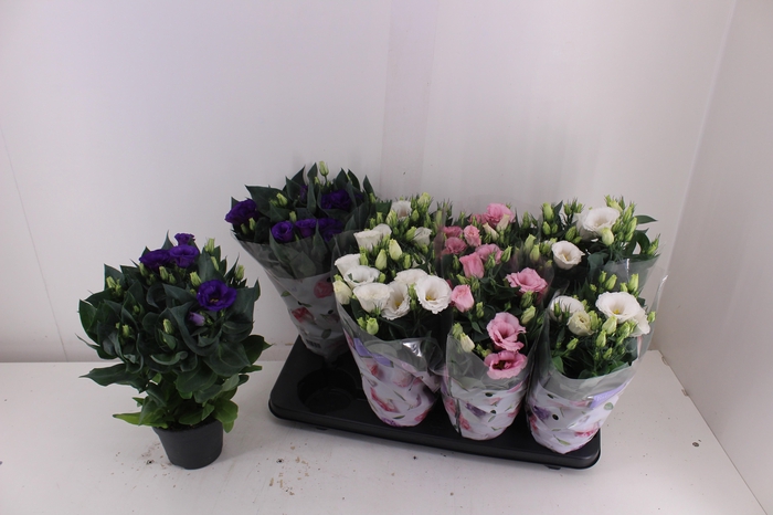 <h4>EUST JULIETTA GEM</h4>