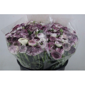 Ran Elegance Cappucino