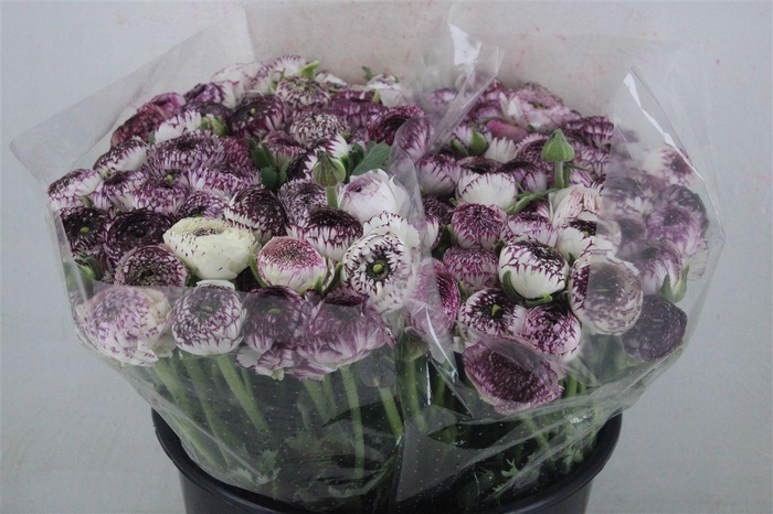 <h4>Ran Elegance Cappucino</h4>