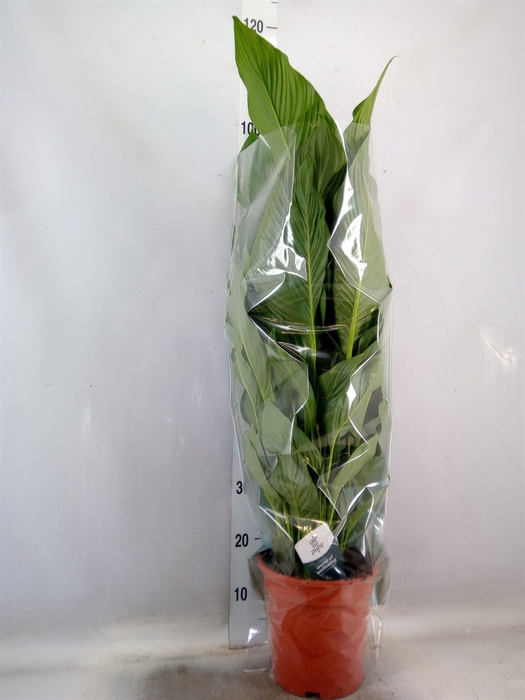 <h4>Spathiphyllum  'Sweet Lauretta'</h4>