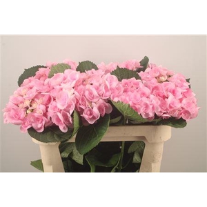 Hydr M Beau Papillon