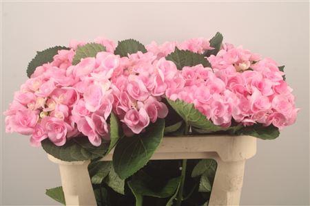 <h4>Hydr M Beau Papillon</h4>