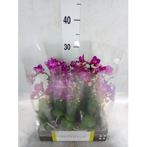 Phalaenopsis multi.   ...lilac