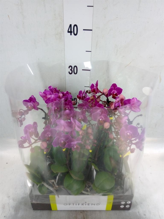 <h4>Phalaenopsis multi.   ...lilac</h4>