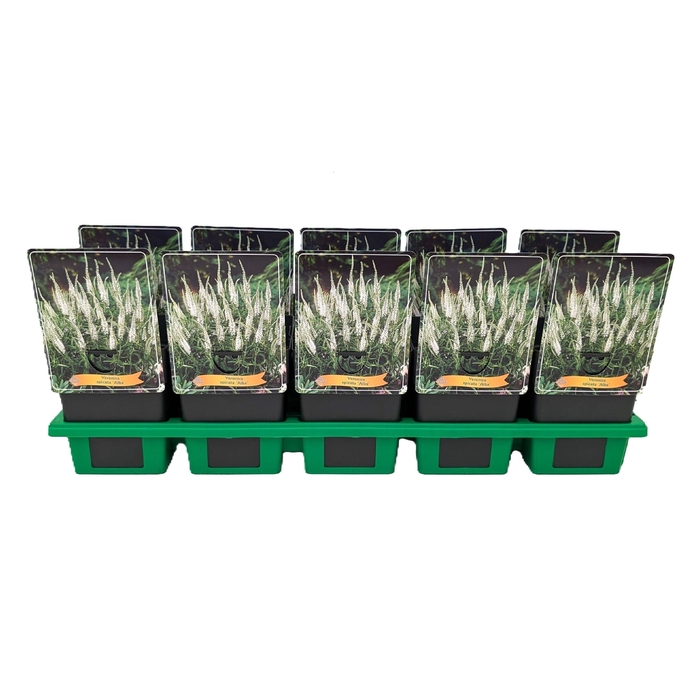 <h4>Veronica Spicata 'Alba' P11</h4>