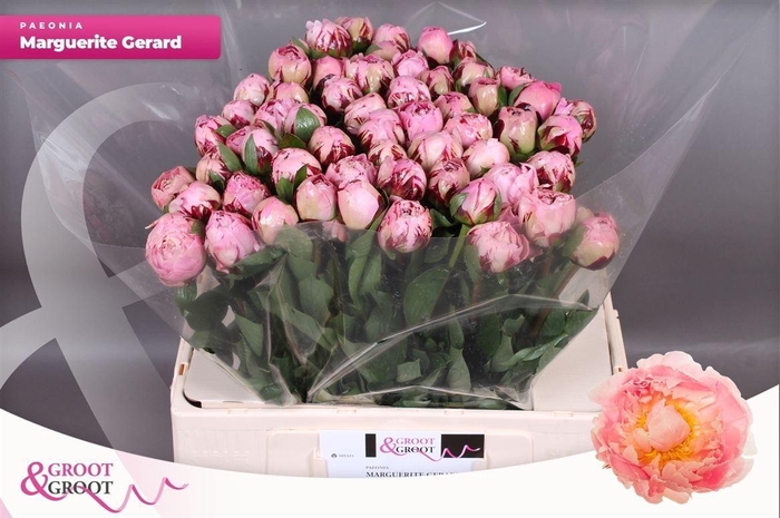 <h4>Paeonia Marguerite Gérard</h4>