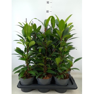 Ficus cyathistipula 'Compacta'