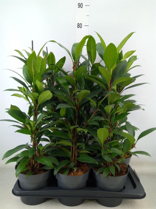 <h4>Ficus cyathistipula 'Compacta'</h4>