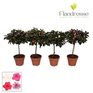 Azalea Flandresse® stam 'gemengd' 20 - 22 cm
