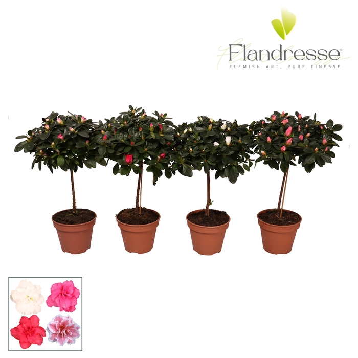 <h4>Azalea Flandresse® stam 'gemengd' 20 - 22 cm</h4>