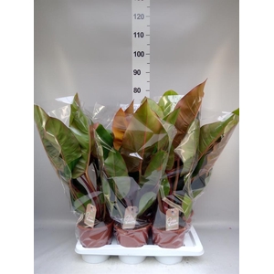 Philodendron   ...