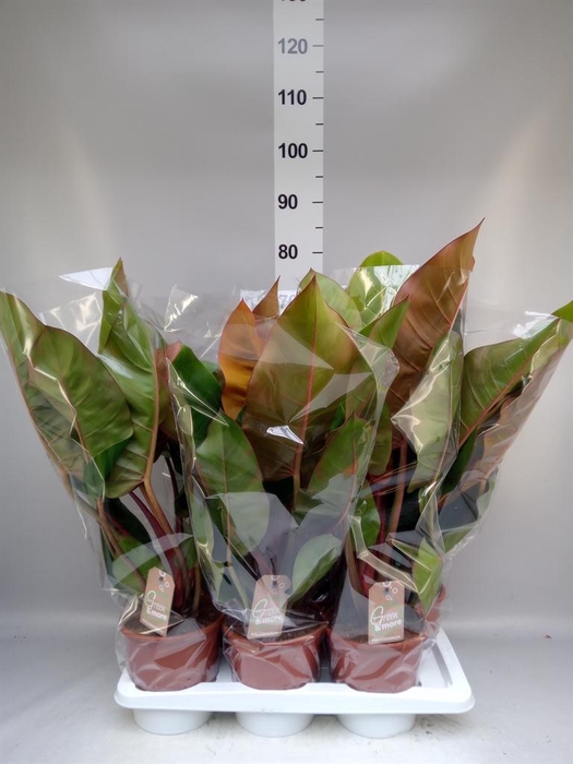 <h4>Philodendron ...</h4>