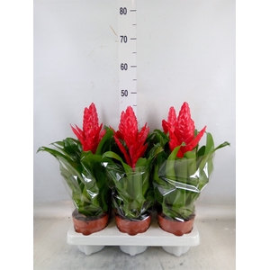 Vriesea poelmanii
