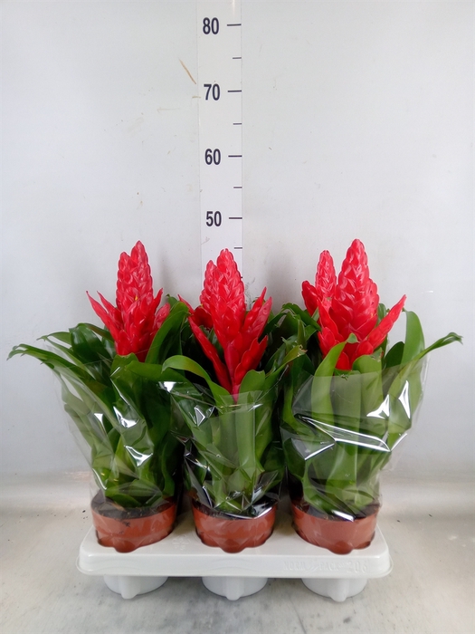 <h4>Vriesea poelmanii</h4>