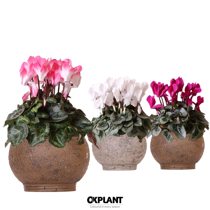 <h4>Cyclamen mix in Ancient pot brown mix</h4>