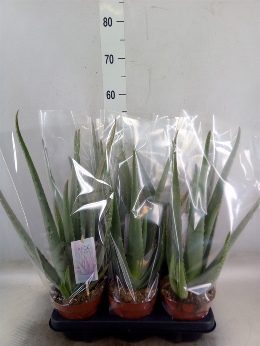 <h4>Aloe vera</h4>
