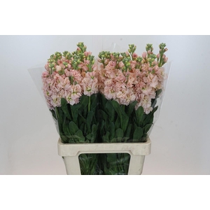 Matthiola Iron Apricot