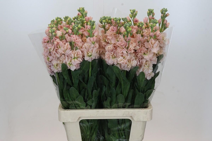 Matthiola Iron Apricot