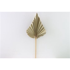 Dried Palm Spear Natural W20-25 P Stem