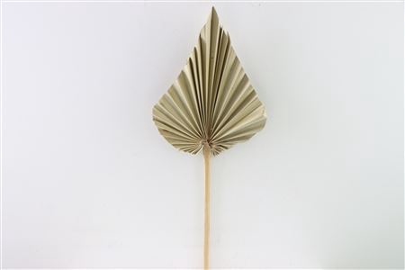 Dried Palm Spear Natural W20-25 P Stem