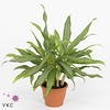 Aglaonema White Lance
