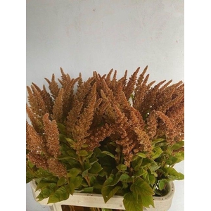 Amaranthus Hot Biscuit CPAM Van Den Berg