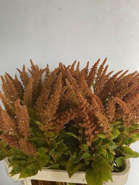 <h4>Amaranthus Hot Biscuit CPAM Van Den Berg</h4>
