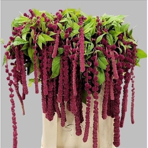 Amaranthus Caudatus Rosary