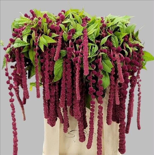 <h4>Amaranthus Caudatus Rosary</h4>