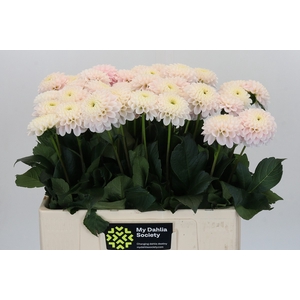 Dahlia Light Wizard