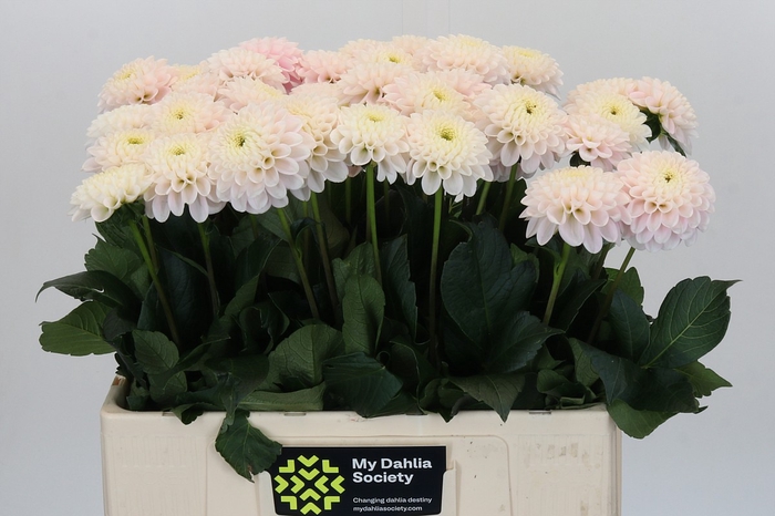 Dahlia Light Wizard