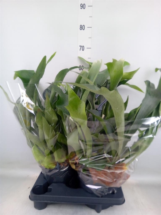 <h4>Platycerium bifurc.</h4>