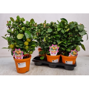 CITR MICROCARPA