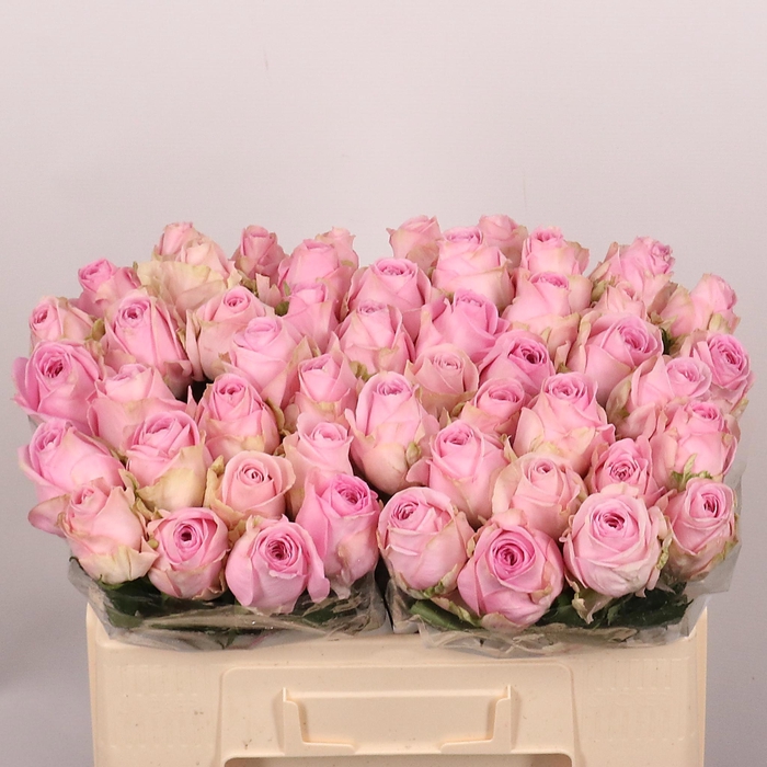 <h4>R GR HEIDI!</h4>