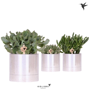 Kolibri Greens Succulenten mix in Disco pot