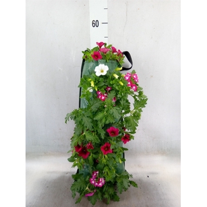 Petunia  'Surfinia'   ...