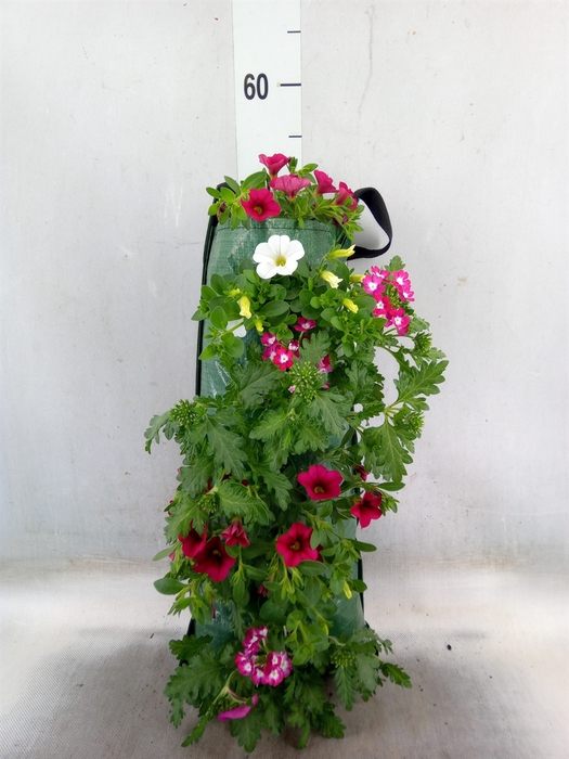 <h4>Petunia  'Surfinia'   ...</h4>