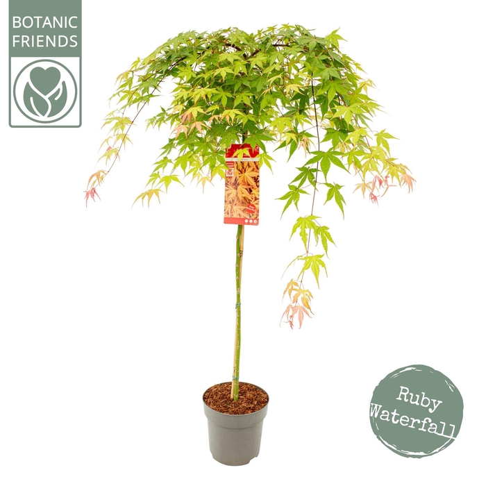 <h4>Acer palm. 'Cascade Ruby' ®</h4>