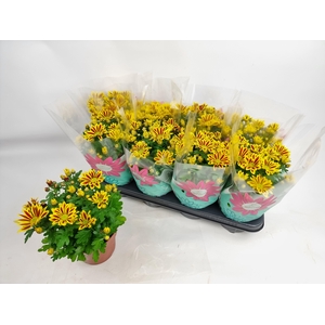 CHRYS RAINB LA WORTH