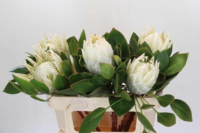 <h4>Protea Cyn. Ayoba Arctic Ice</h4>