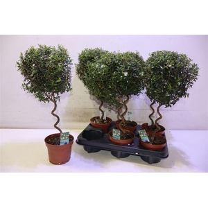 Myrtus Com Spiraal