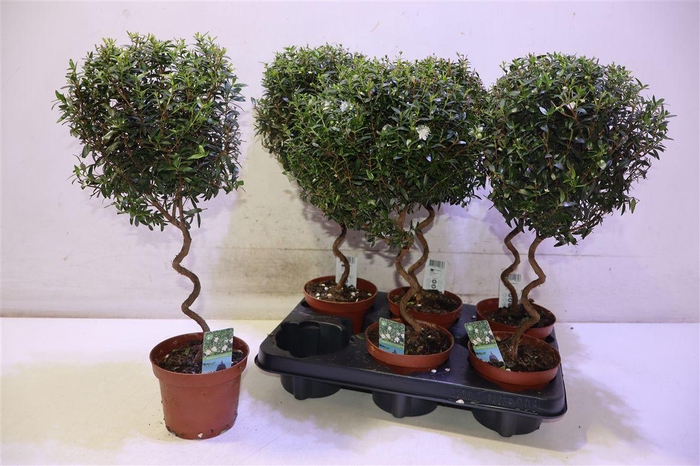 <h4>Myrtus Com Spiraal</h4>