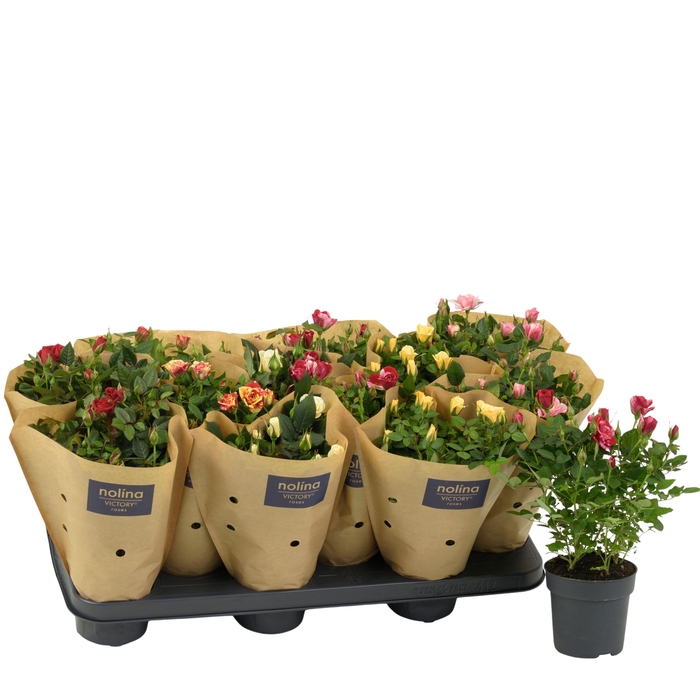 <h4>Nolina Roses Ø 10.5 cm Mix Paper sleeve</h4>