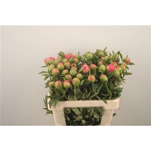 Paeonia L Pink Hawai Co